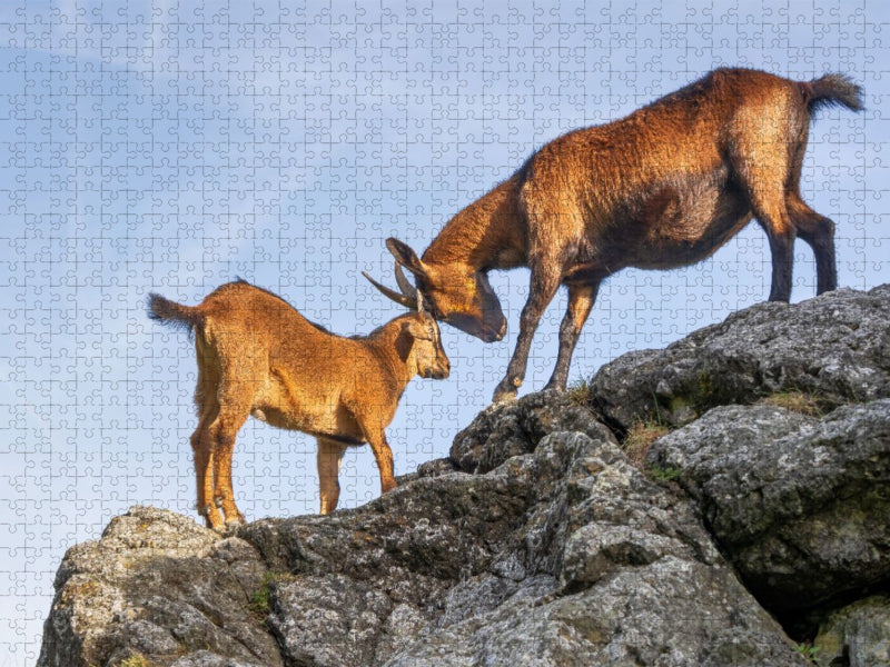 Kräftemessen an exponierter Stelle - CALVENDO Foto-Puzzle'
