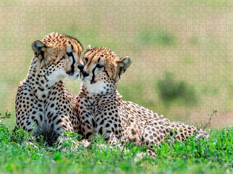 Geparden - Seelenverwandte der Wildnis - CALVENDO Foto-Puzzle'