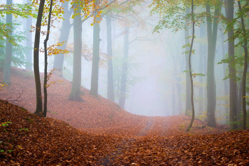 Premium Textil-Leinwand Wald im Nebel