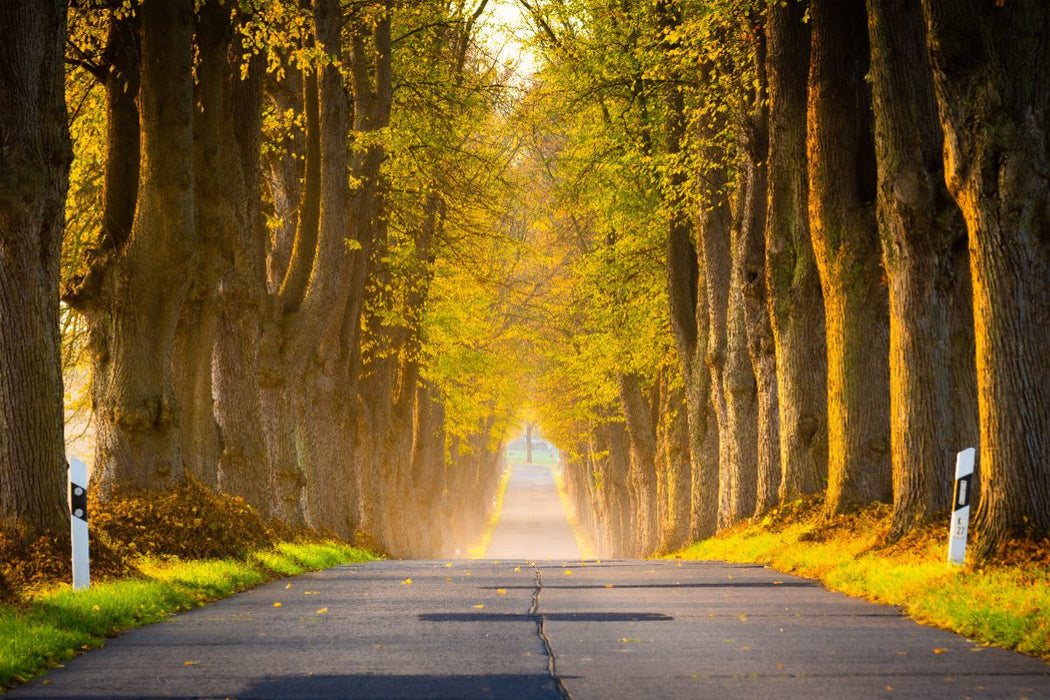 Premium Textil-Leinwand Allee im Morgenlicht