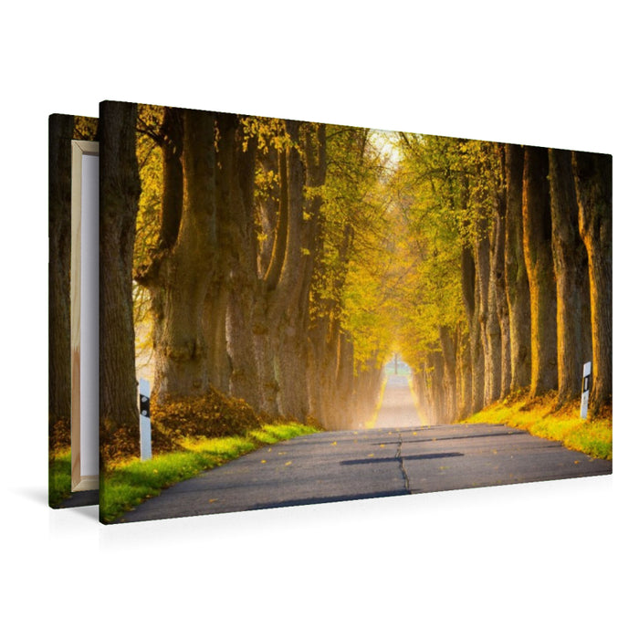 Premium Textil-Leinwand Allee im Morgenlicht