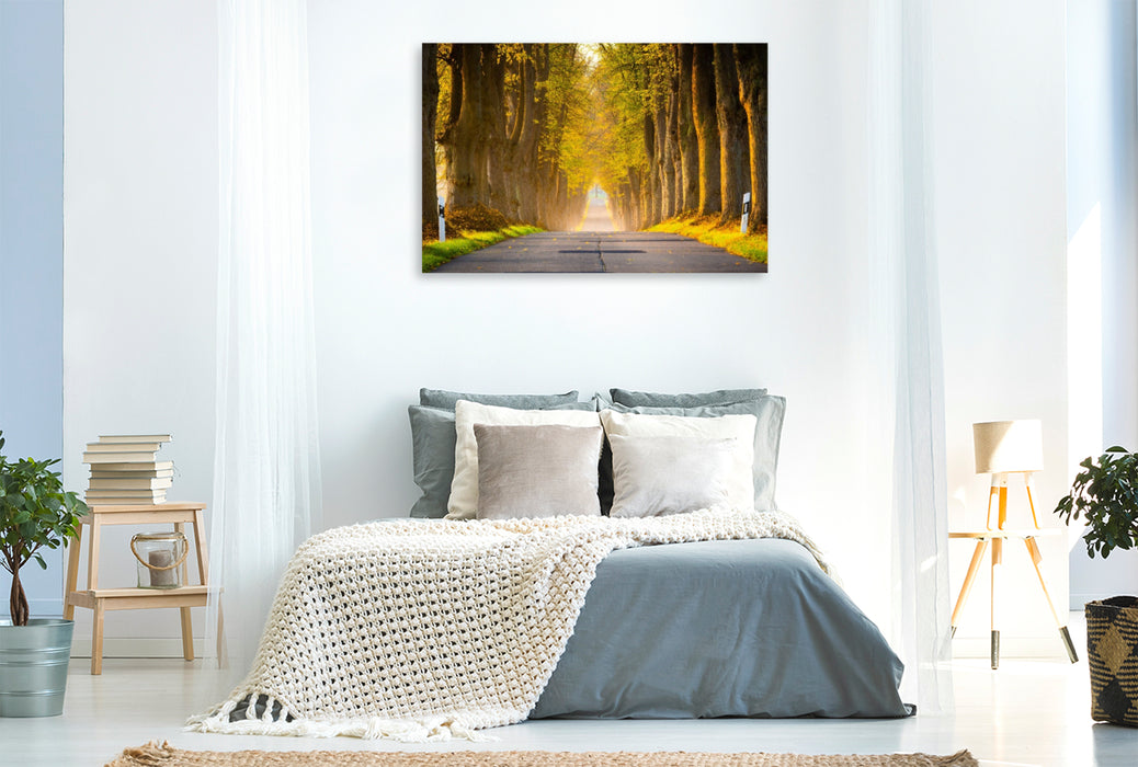 Premium Textil-Leinwand Allee im Morgenlicht