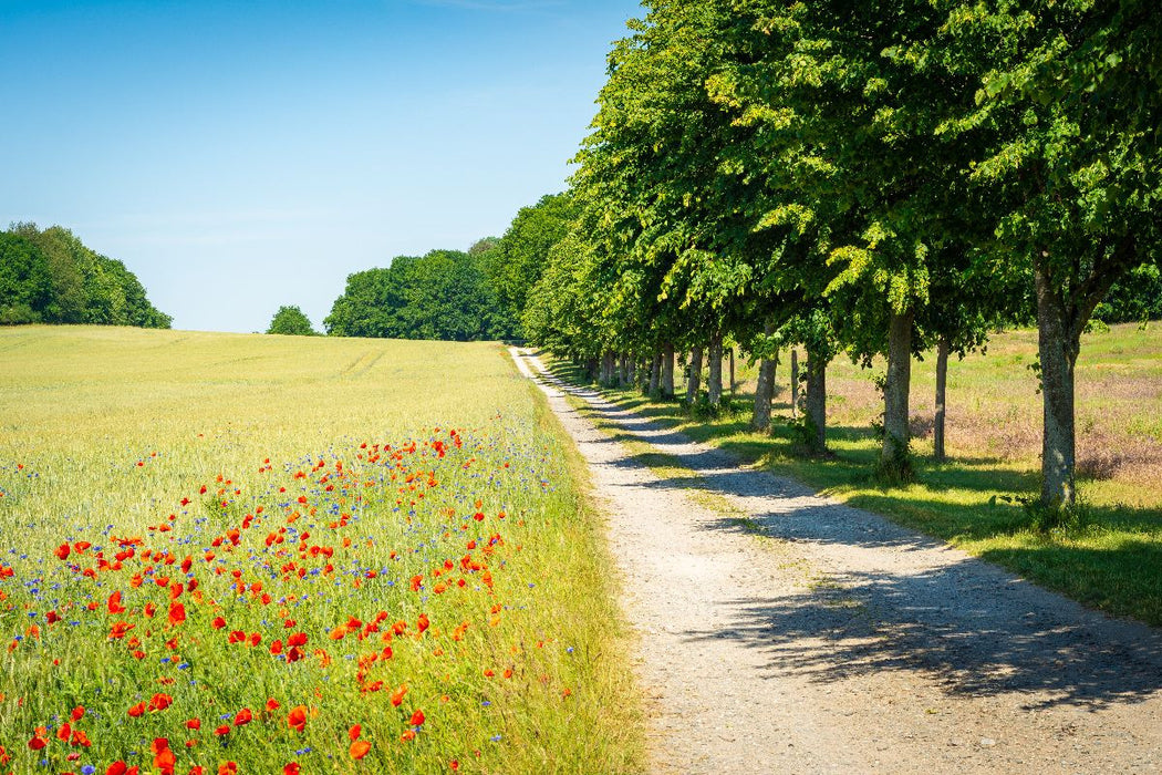 Premium Textil-Leinwand Sommer auf Insel Usedom