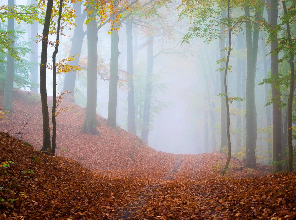 Wald im Nebel - CALVENDO Foto-Puzzle'