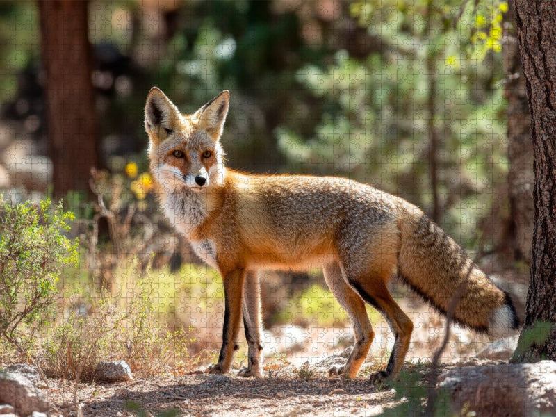 Fuchs - Aufmerksam durch den Wald - CALVENDO Foto-Puzzle'