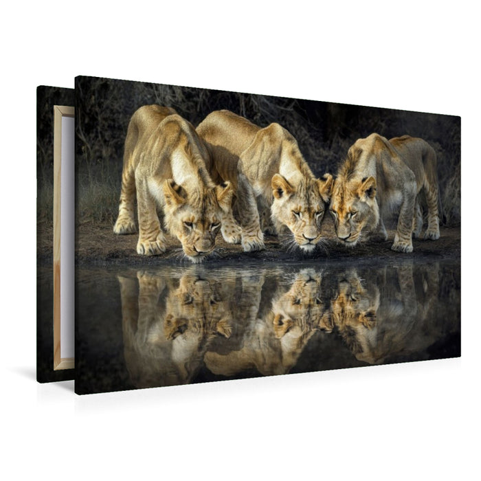 Premium Textil-Leinwand Löwenrudel am Wasser