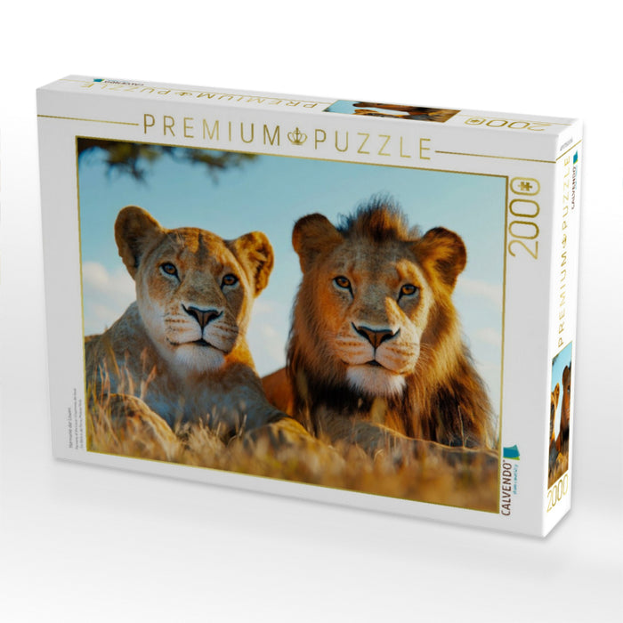 Harmonie der Löwen - CALVENDO Foto-Puzzle'