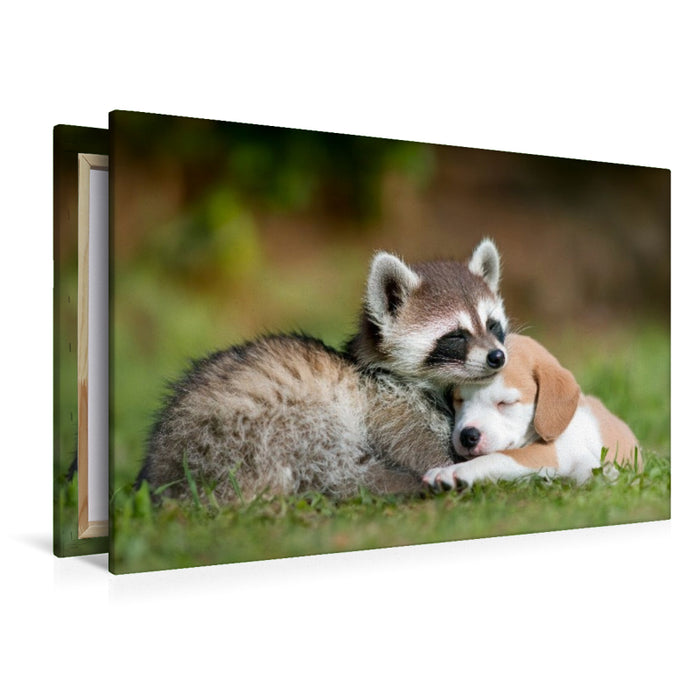 Premium Textil-Leinwand Waschbär und Welpe - Freundschaft kennt keine Grenzen