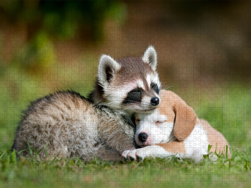 Waschbär und Welpe - Freundschaft kennt keine Grenzen - CALVENDO Foto-Puzzle'