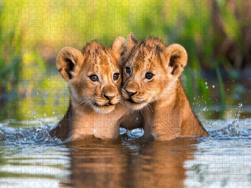 Löwenbabys - Im Wasserparadies - CALVENDO Foto-Puzzle'