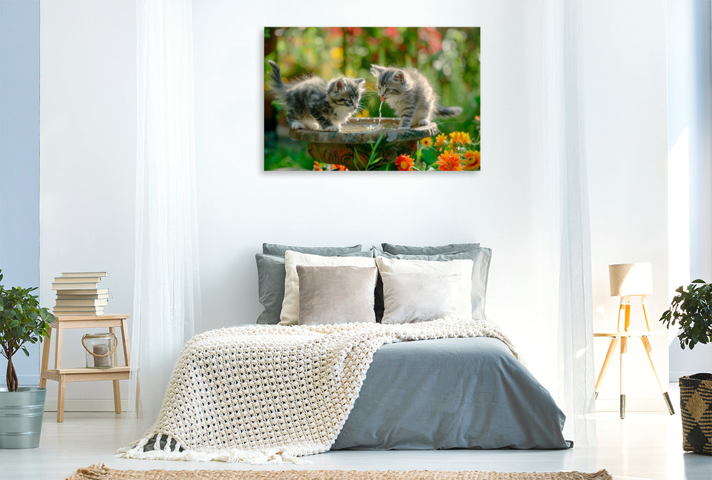 Premium Textil-Leinwand Katzenbabys - Kleine Entdecker am Vogelbad