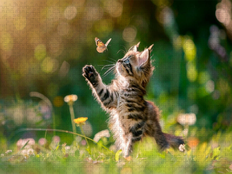 Katzenbaby - Sommermärchen auf vier Pfoten - CALVENDO Foto-Puzzle'
