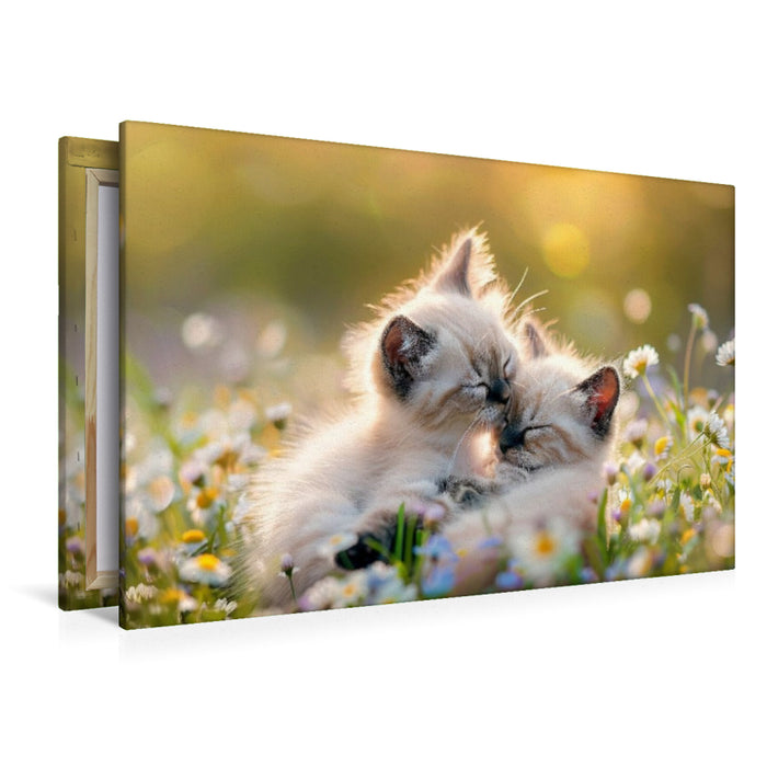 Premium Textil-Leinwand Katzenbabys - Im Zauber des Augenblicks