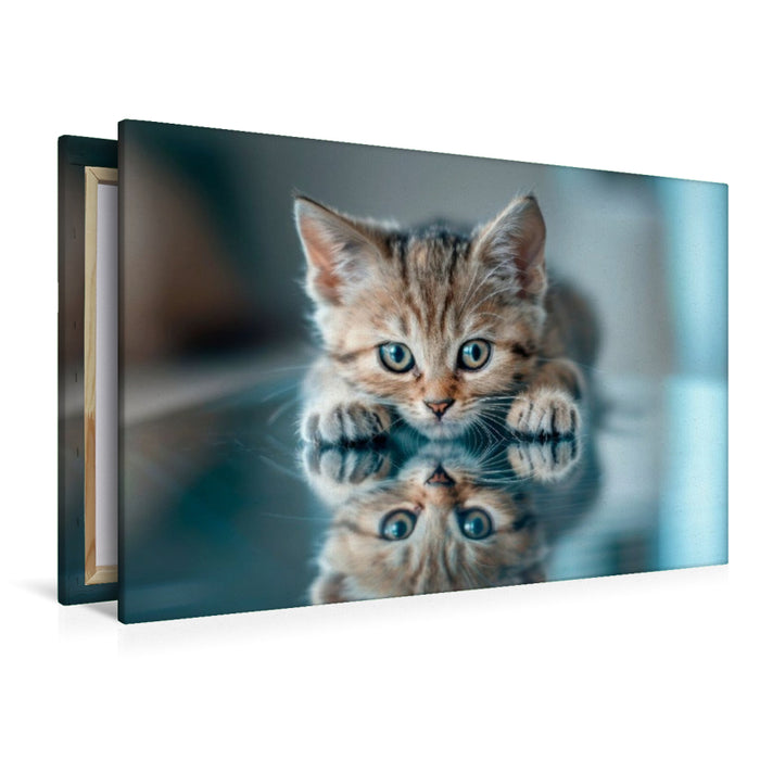 Premium Textil-Leinwand Katzenbaby - Spiegelbild des Glücks