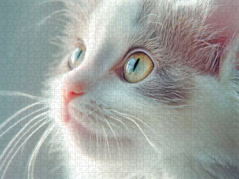 Katzenkinder - CALVENDO Foto-Puzzle'