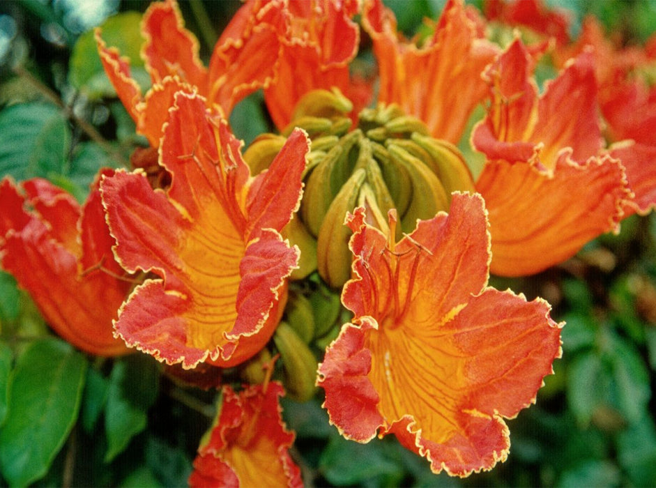 Afrik. Tulpenbaum - CALVENDO Foto-Puzzle'