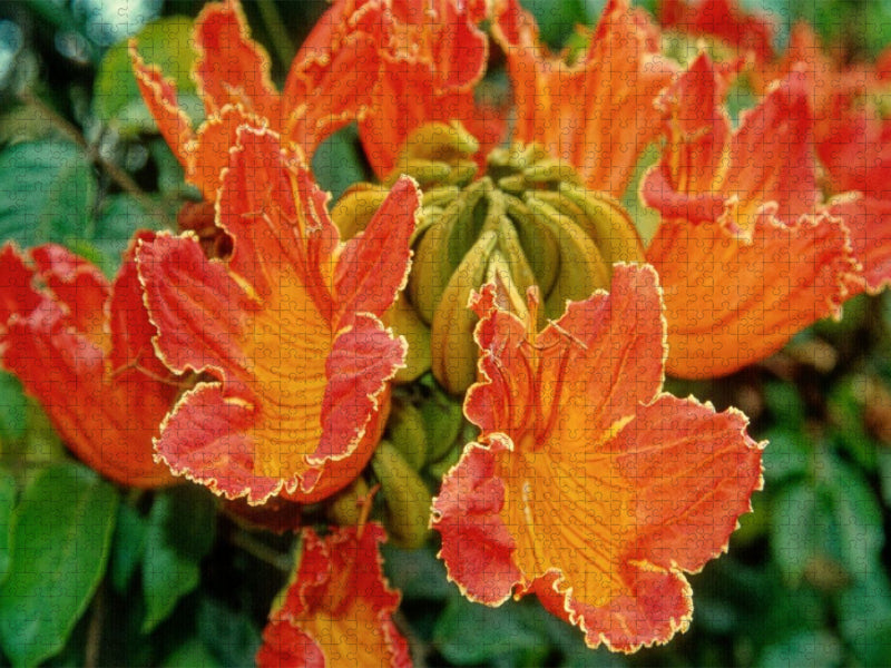 Afrik. Tulpenbaum - CALVENDO Foto-Puzzle'
