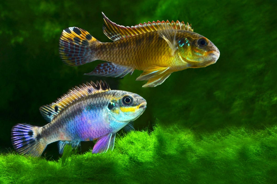 Premium Textil-Leinwand Pelvicachromis kribensis – Moliwe-Prachtbarsch