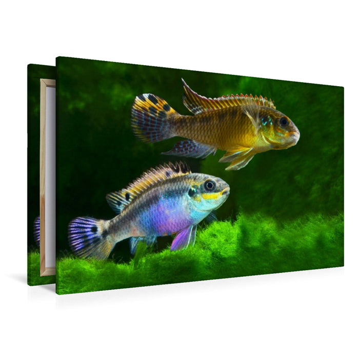 Premium Textil-Leinwand Pelvicachromis kribensis – Moliwe-Prachtbarsch