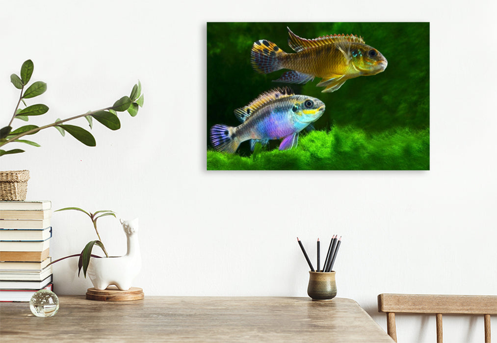Premium Textil-Leinwand Pelvicachromis kribensis – Moliwe-Prachtbarsch