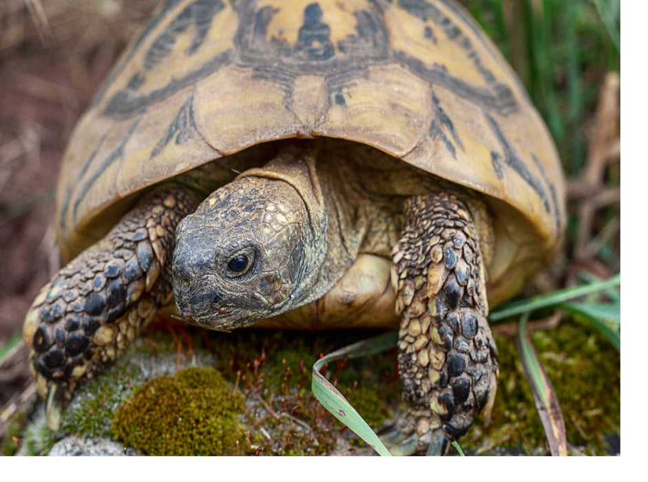 Paula eine Griechische Landschildkröte, ca. 60 Jahre alt und etwa 2,5 kg schwer. - CALVENDO Foto-Puzzle'
