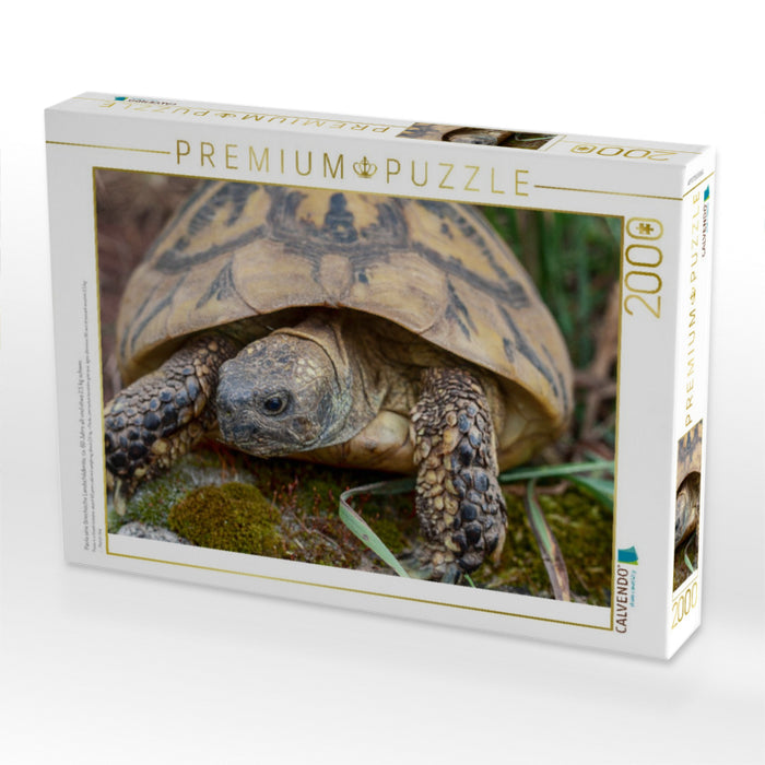 Paula eine Griechische Landschildkröte, ca. 60 Jahre alt und etwa 2,5 kg schwer. - CALVENDO Foto-Puzzle'