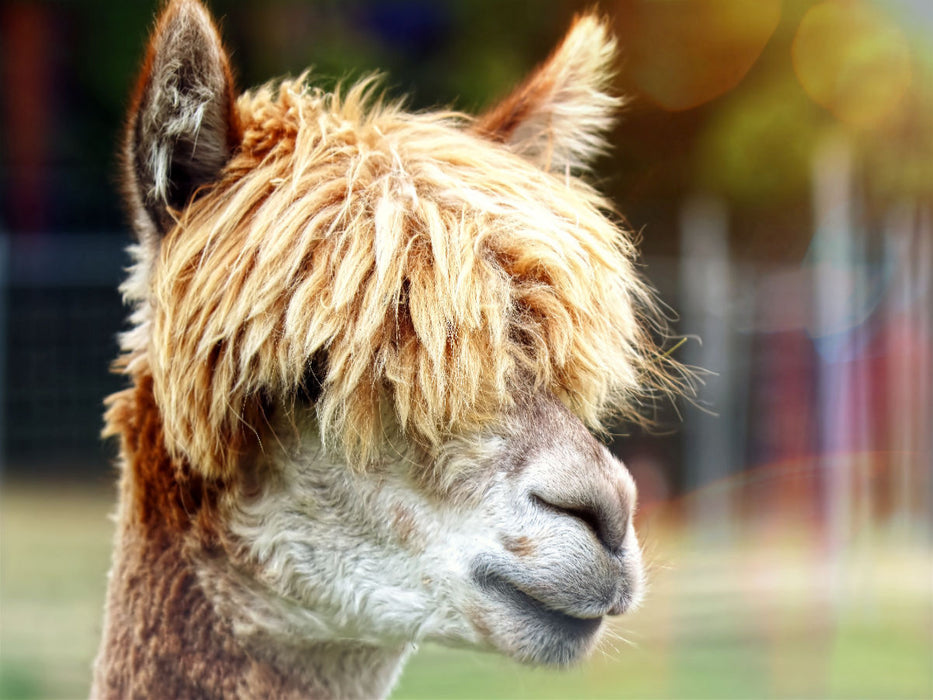 Friseur? Was ist das? - CALVENDO Foto-Puzzle'