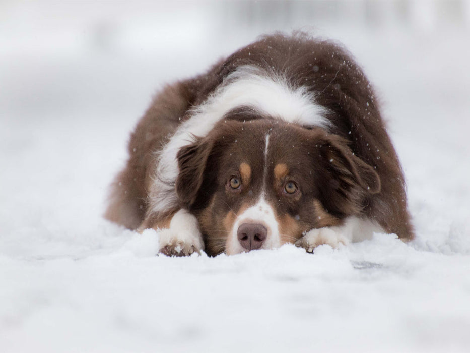 Australian Shepherd im Schnee - CALVENDO Foto-Puzzle'