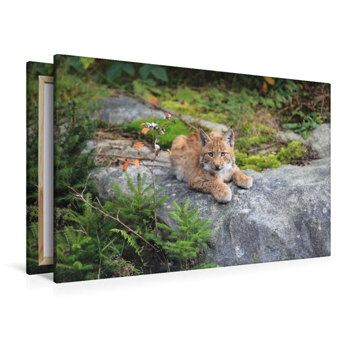 Premium Textil-Leinwand Ein Motiv aus dem Kalender Der Luchs, zurück in den heimischen Wäldern