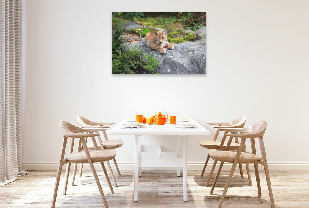 Premium Textil-Leinwand Ein Motiv aus dem Kalender Der Luchs, zurück in den heimischen Wäldern