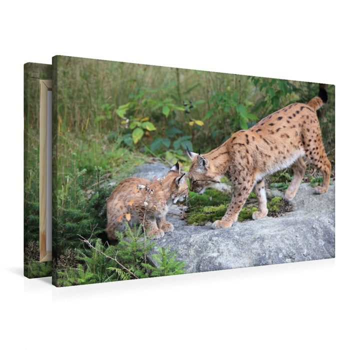 Premium Textil-Leinwand Ein Motiv aus dem Kalender Der Luchs, zurück in den heimischen Wäldern