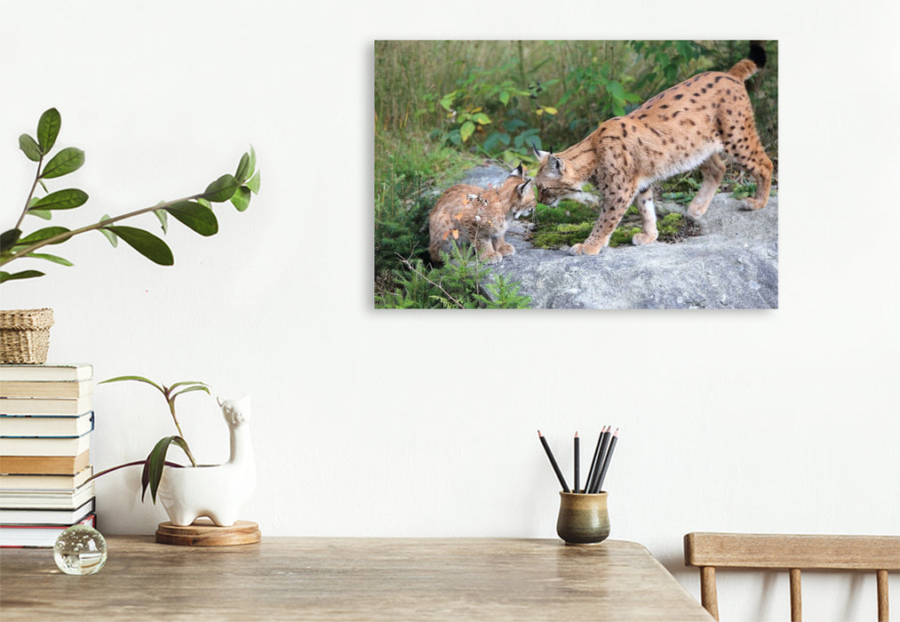 Premium Textil-Leinwand Ein Motiv aus dem Kalender Der Luchs, zurück in den heimischen Wäldern