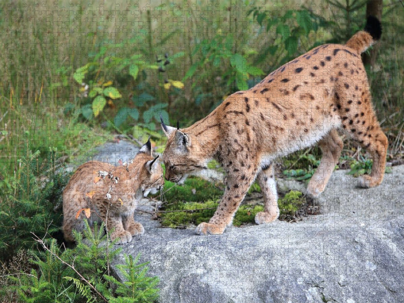 Ein Motiv aus dem Kalender Der Luchs, zurück in den heimischen Wäldern - CALVENDO Foto-Puzzle'