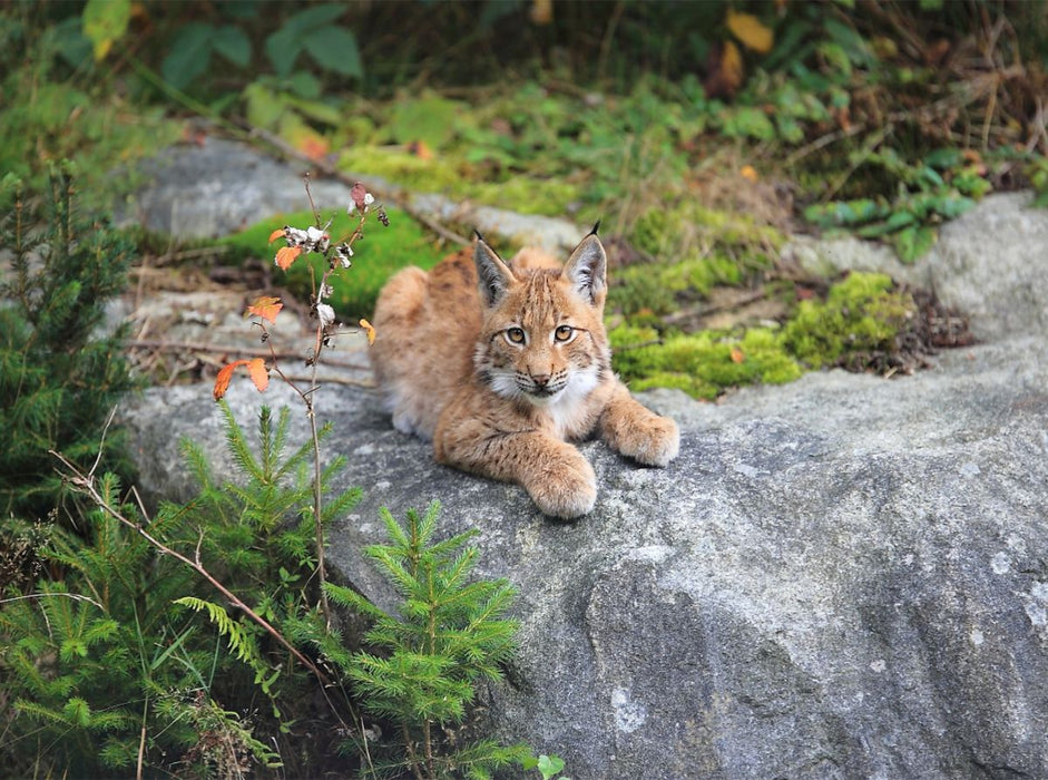 Ein Motiv aus dem Kalender Der Luchs, zurück in den heimischen Wäldern - CALVENDO Foto-Puzzle'