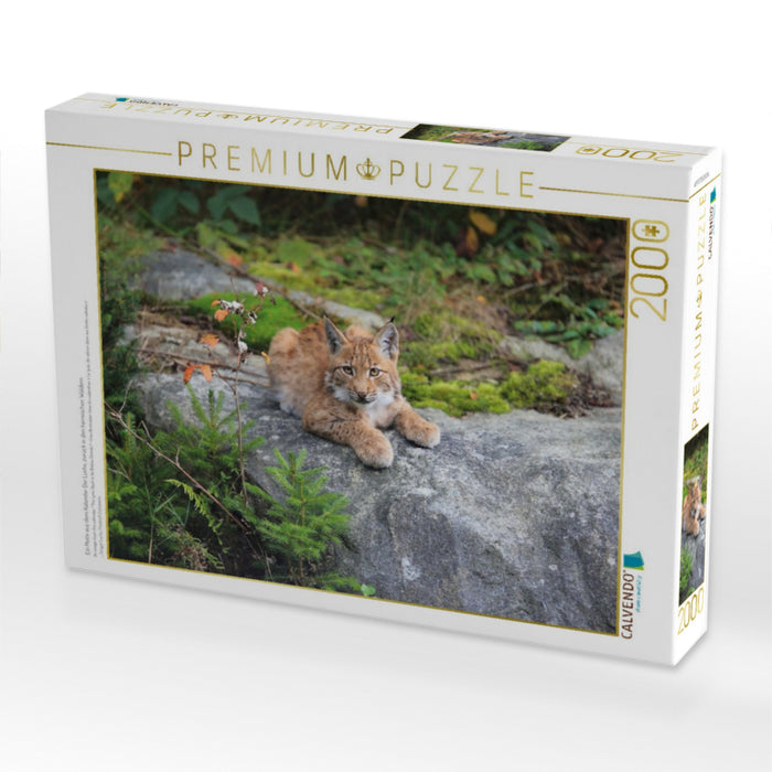 Ein Motiv aus dem Kalender Der Luchs, zurück in den heimischen Wäldern - CALVENDO Foto-Puzzle'