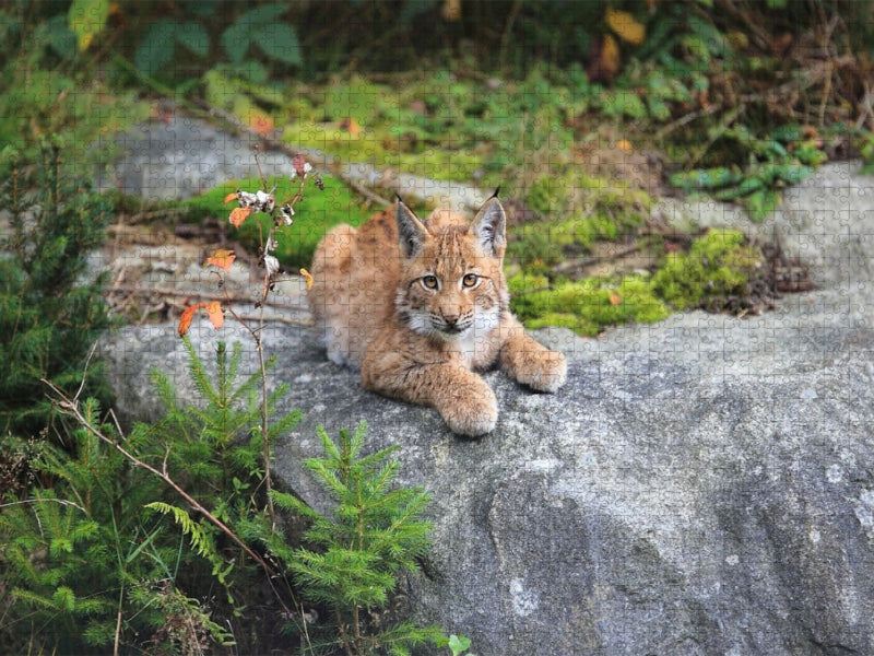 Ein Motiv aus dem Kalender Der Luchs, zurück in den heimischen Wäldern - CALVENDO Foto-Puzzle'