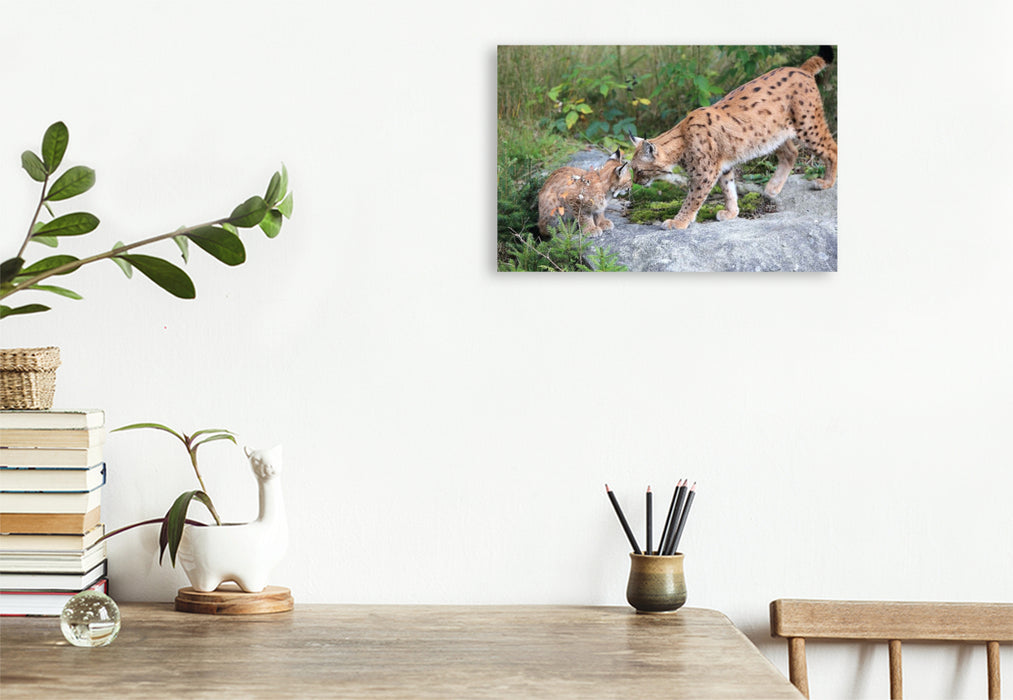 Premium Textil-Leinwand Ein Motiv aus dem Kalender Der Luchs, zurück in den heimischen Wäldern