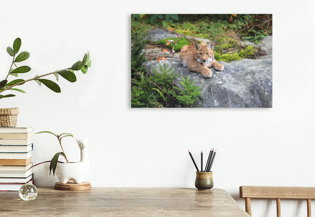 Premium Textil-Leinwand Ein Motiv aus dem Kalender Der Luchs, zurück in den heimischen Wäldern