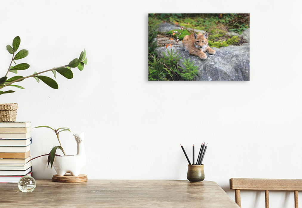 Premium Textil-Leinwand Ein Motiv aus dem Kalender Der Luchs, zurück in den heimischen Wäldern