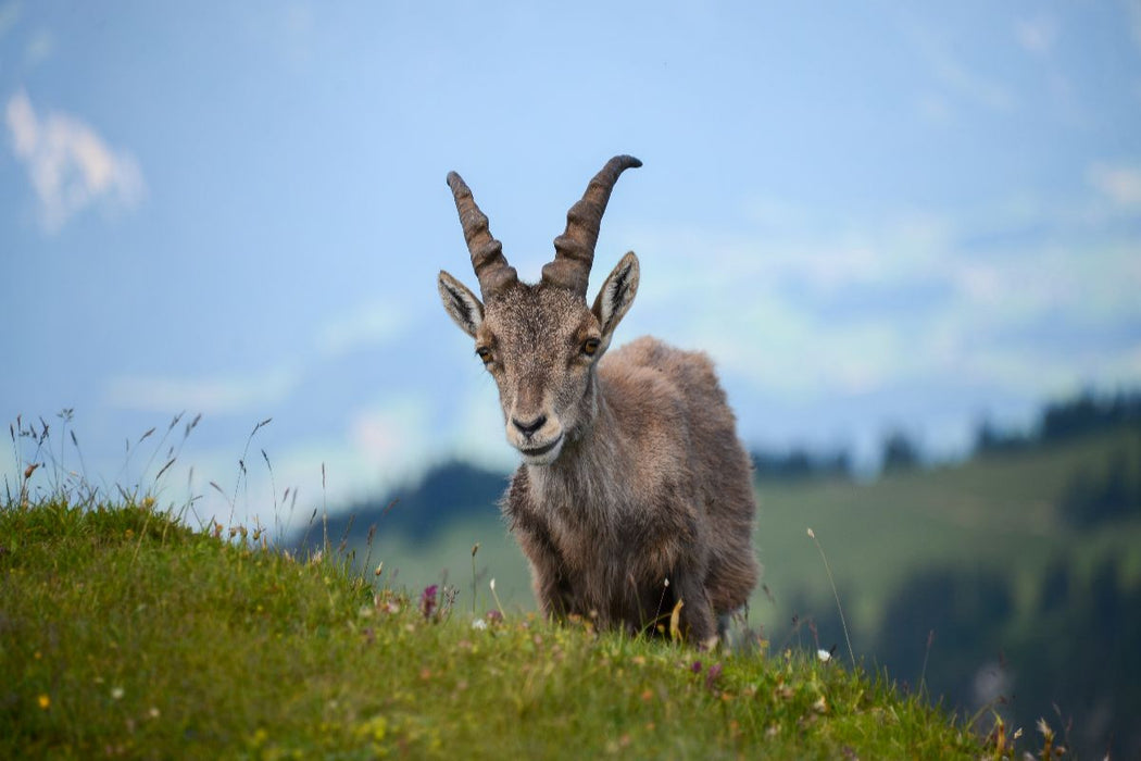 Premium Textil-Leinwand Der Alpensteinbock – die majestätische Seele der Alpen.