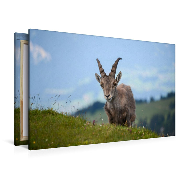 Premium Textil-Leinwand Der Alpensteinbock – die majestätische Seele der Alpen.