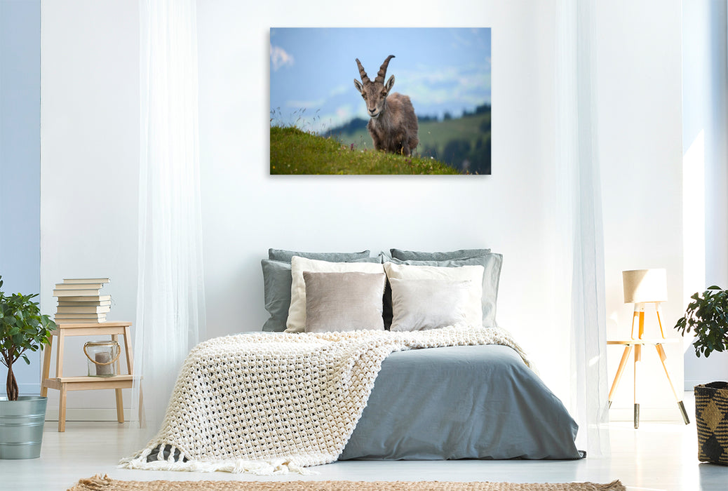 Premium Textil-Leinwand Der Alpensteinbock – die majestätische Seele der Alpen.