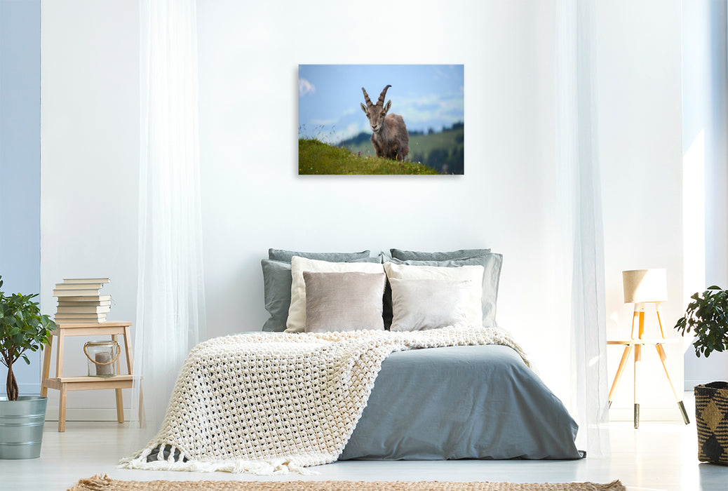Premium Textil-Leinwand Der Alpensteinbock – die majestätische Seele der Alpen.