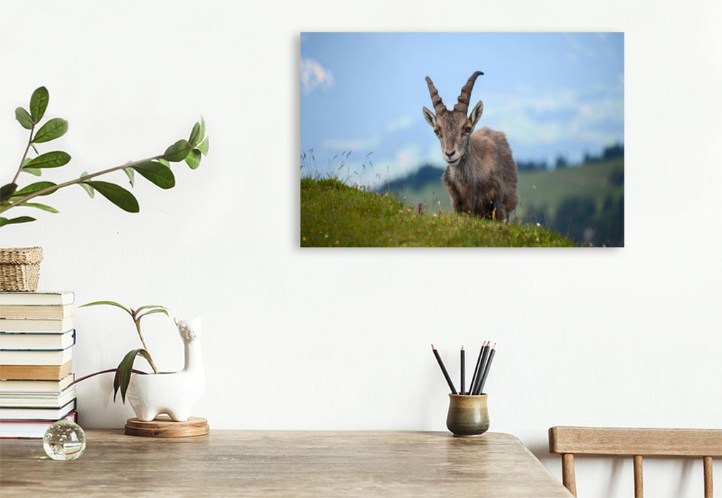 Premium Textil-Leinwand Der Alpensteinbock – die majestätische Seele der Alpen.