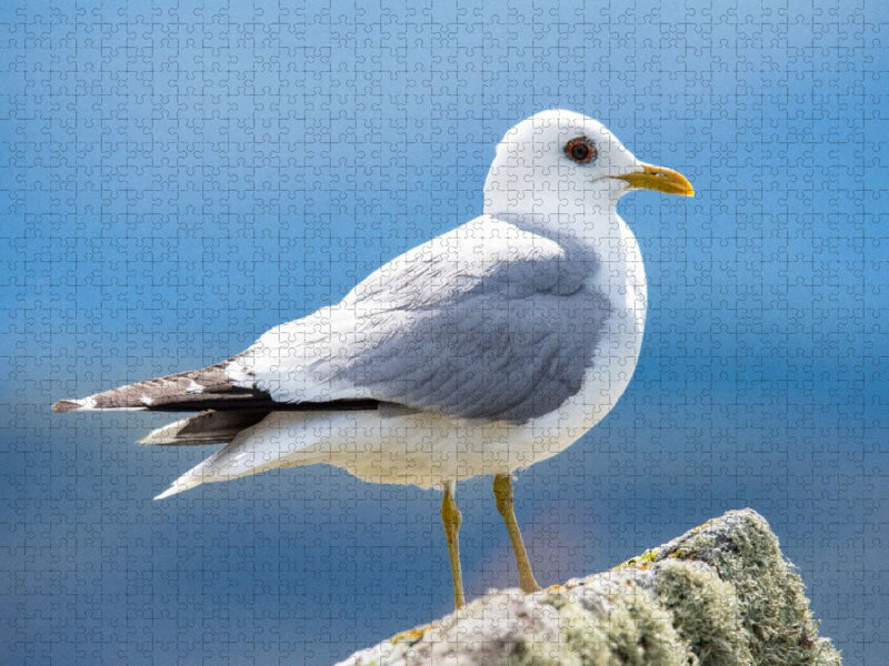 Die Sturmmöwe – Eleganz und Freiheit der Küsten - CALVENDO Foto-Puzzle'