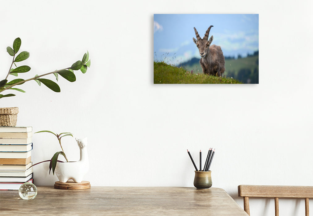 Premium Textil-Leinwand Der Alpensteinbock – die majestätische Seele der Alpen.