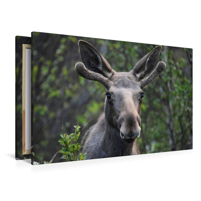 Premium Textil-Leinwand Der Elch – Majestät der nordischen Wildnis