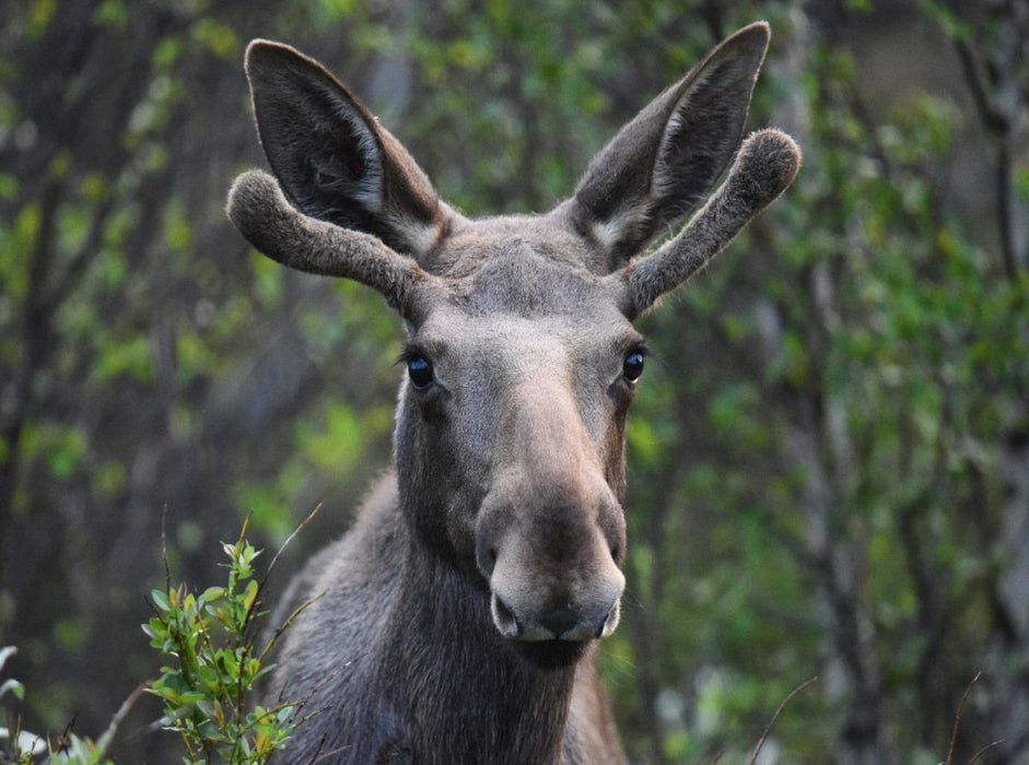 Der Elch – Majestät der nordischen Wildnis - CALVENDO Foto-Puzzle'