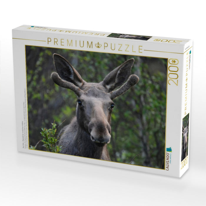 Der Elch – Majestät der nordischen Wildnis - CALVENDO Foto-Puzzle'