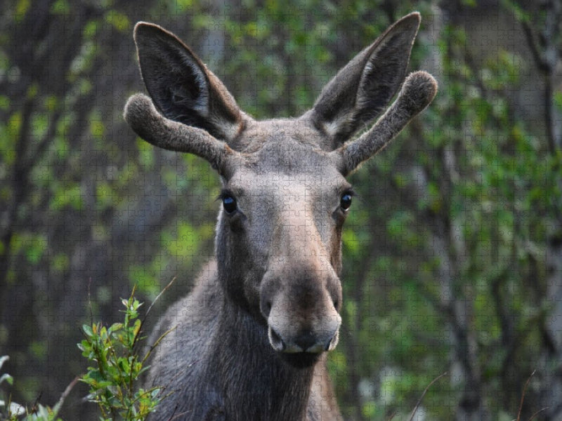 Der Elch – Majestät der nordischen Wildnis - CALVENDO Foto-Puzzle'